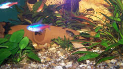 Aquarium Becken 1877