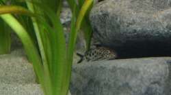 Synodontis Multipunctata 3