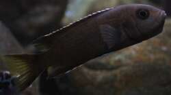 Pseudotropheus sp. acei black ´Itungi´ Weibchen
