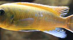 Labeotropheus trewavase ´Chilumba´ Männchen