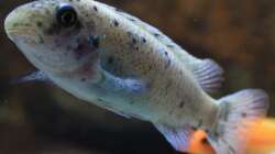 Labeotropheus trewavase ´Chilumba´ OB Weibchen