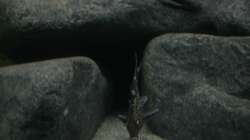 Synodontis Multipunctata 2