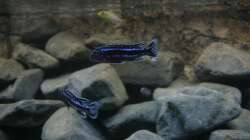 Pseudotropheus cyaneorhabdos beta bock