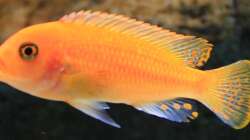 Metriaclima estherae Weibchen