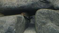 Synodontis Multipunctata 1