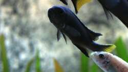 Pseudotropheus Spec. Acei Itungi