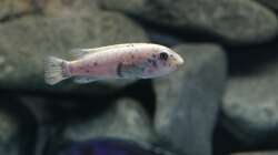 Labeotropheus trewavasae OB weibchen 
