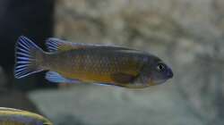 Labeotropheus trewavasae bock2