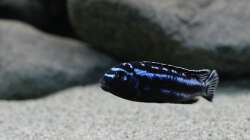 Pseudotropheus cyaneorhabdos Alfa bock