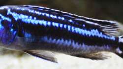 Pseudotropheus cyaneorhabdos Weibchen