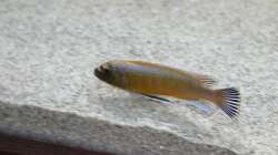 Labeotropheus trewavasae bock