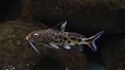 Synodontis multipunctata