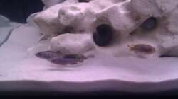 Besatz im Aquarium Project Malawi © bkay13