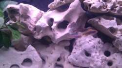 Besatz im Aquarium Project Malawi © bkay13