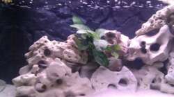 Aquarium Project Malawi © bkay13