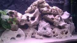 Aquarium Project Malawi © bkay13