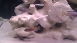 Besatz im Aquarium Project Malawi © bkay13