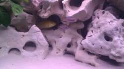 Besatz im Aquarium Project Malawi © bkay13