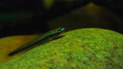 Stiphodon elegans (male)