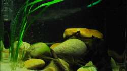 Aquarium Minirochen Flusslandschaft