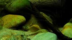 Besatz im Aquarium Minirochen Flusslandschaft