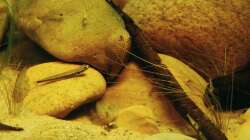 Besatz im Aquarium Minirochen Flusslandschaft