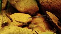 Besatz im Aquarium Minirochen Flusslandschaft