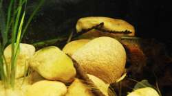 Besatz im Aquarium Minirochen Flusslandschaft