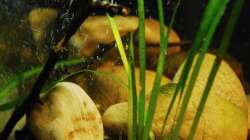 Besatz im Aquarium Minirochen Flusslandschaft