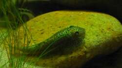 Beaufortia kweichowensis