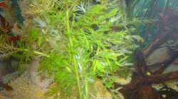 Pflanzen im Aquarium Unser kleines Becken