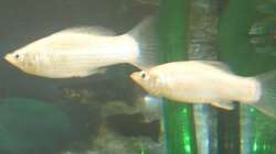 Besatz im Aquarium Unser kleines Becken