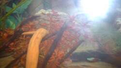 Pflanzen im Aquarium Unser kleines Becken