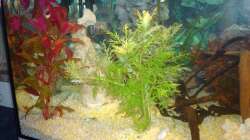 Aquarium Unser kleines Becken