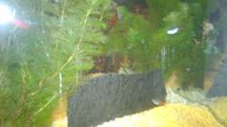 Aquarium Unser kleines Becken