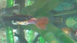 Besatz im Aquarium Unser kleines Becken