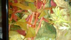 Pflanzen im Aquarium Unser kleines Becken