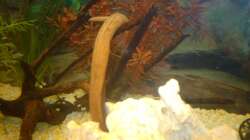 Dekoration im Aquarium Unser kleines Becken