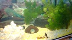 Dekoration im Aquarium Unser kleines Becken