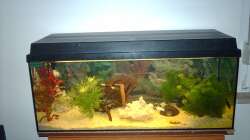 Aquarium Unser kleines Becken
