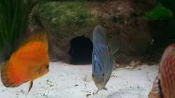 Besatz im Aquarium Gauchel Becken