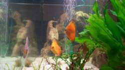 Besatz im Aquarium Gauchel Becken