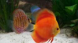 Besatz im Aquarium Gauchel Becken