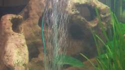 Aquarium Gauchel Becken