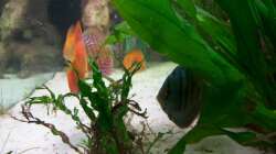 Besatz im Aquarium Gauchel Becken