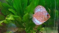 Besatz im Aquarium Gauchel Becken