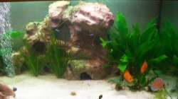 Aquarium Gauchel Becken