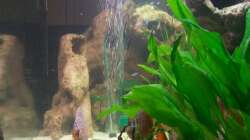 Aquarium Gauchel Becken