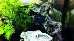 Dekoration im Aquarium Pfütze (existiert nicht mehr)