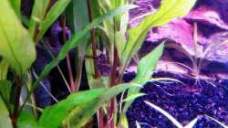 Pflanzen im Aquarium Pfütze (existiert nicht mehr)